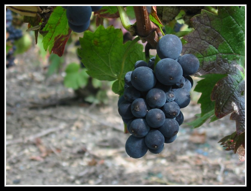 http://a40.free.fr/vendanges/raisin.jpg